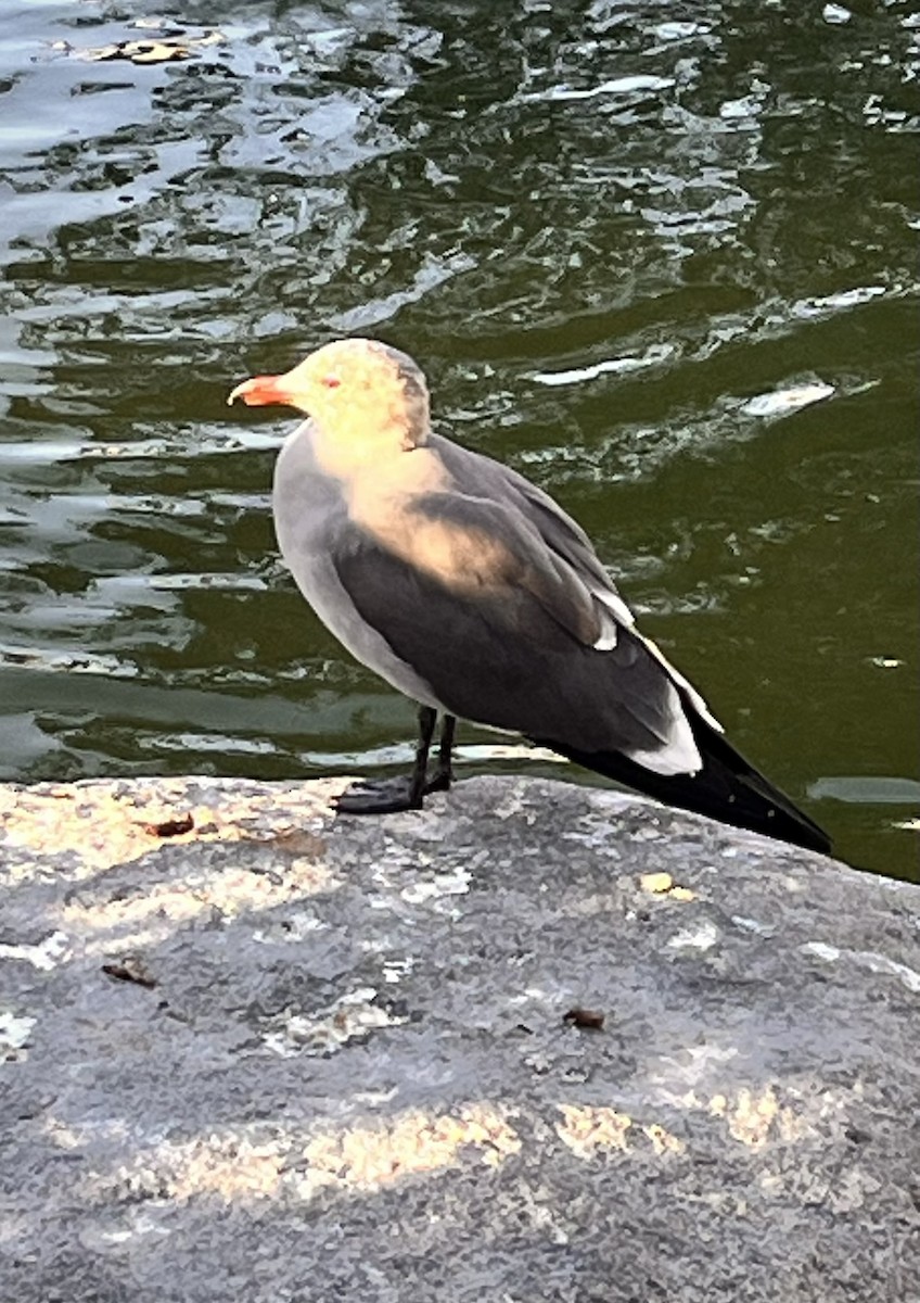 Heermann's Gull - ML647544747