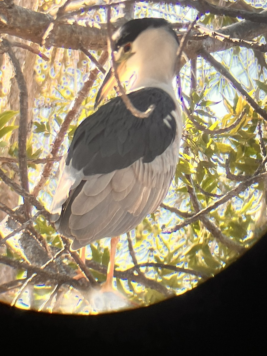 Amiltxori arrunta - ML647544748