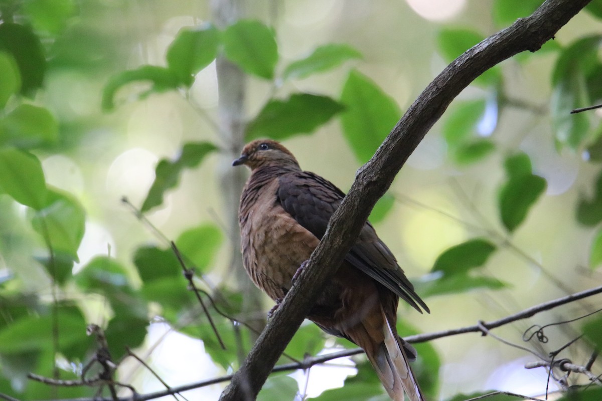 Brown Cuckoo-Dove - ML647544768
