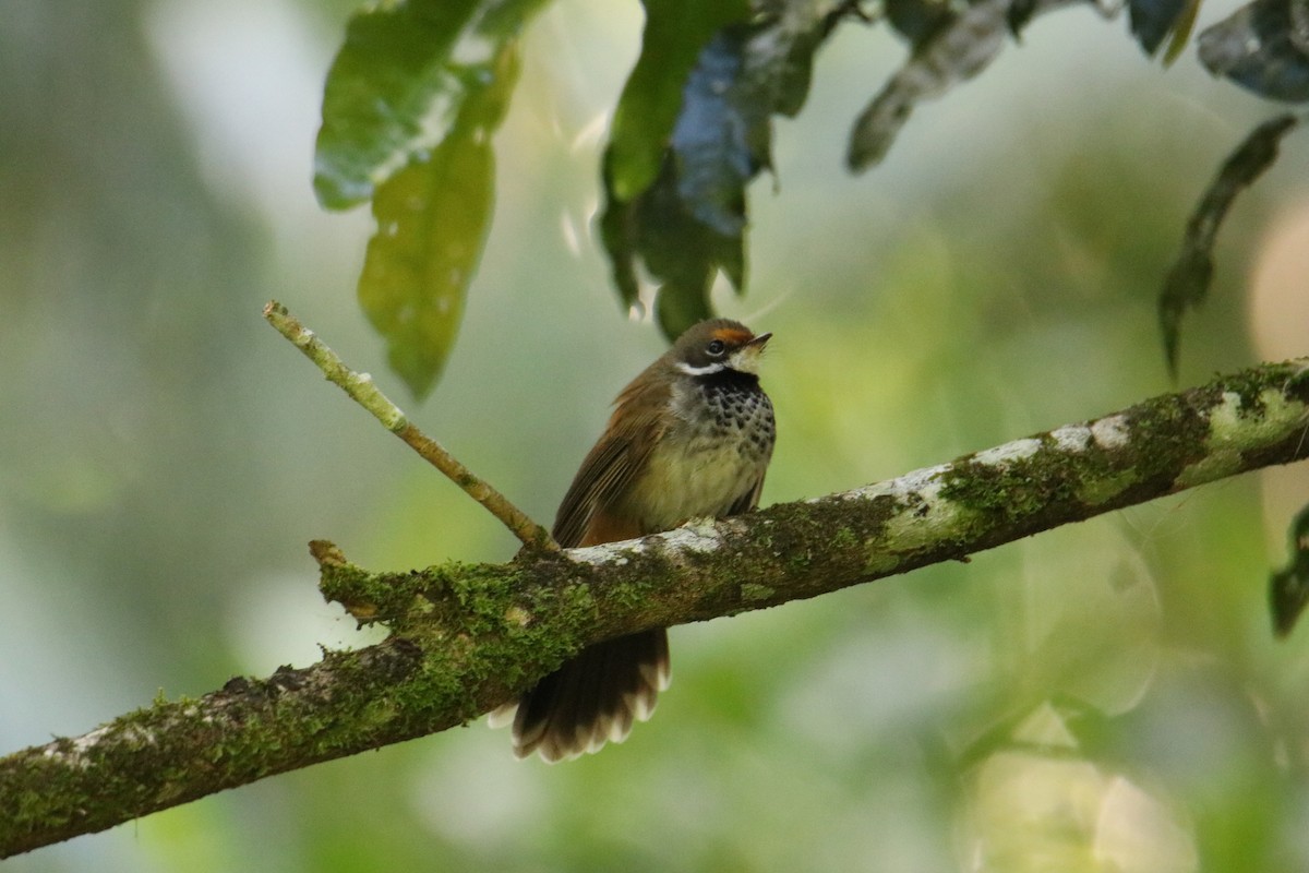Australian Rufous Fantail - ML647544777