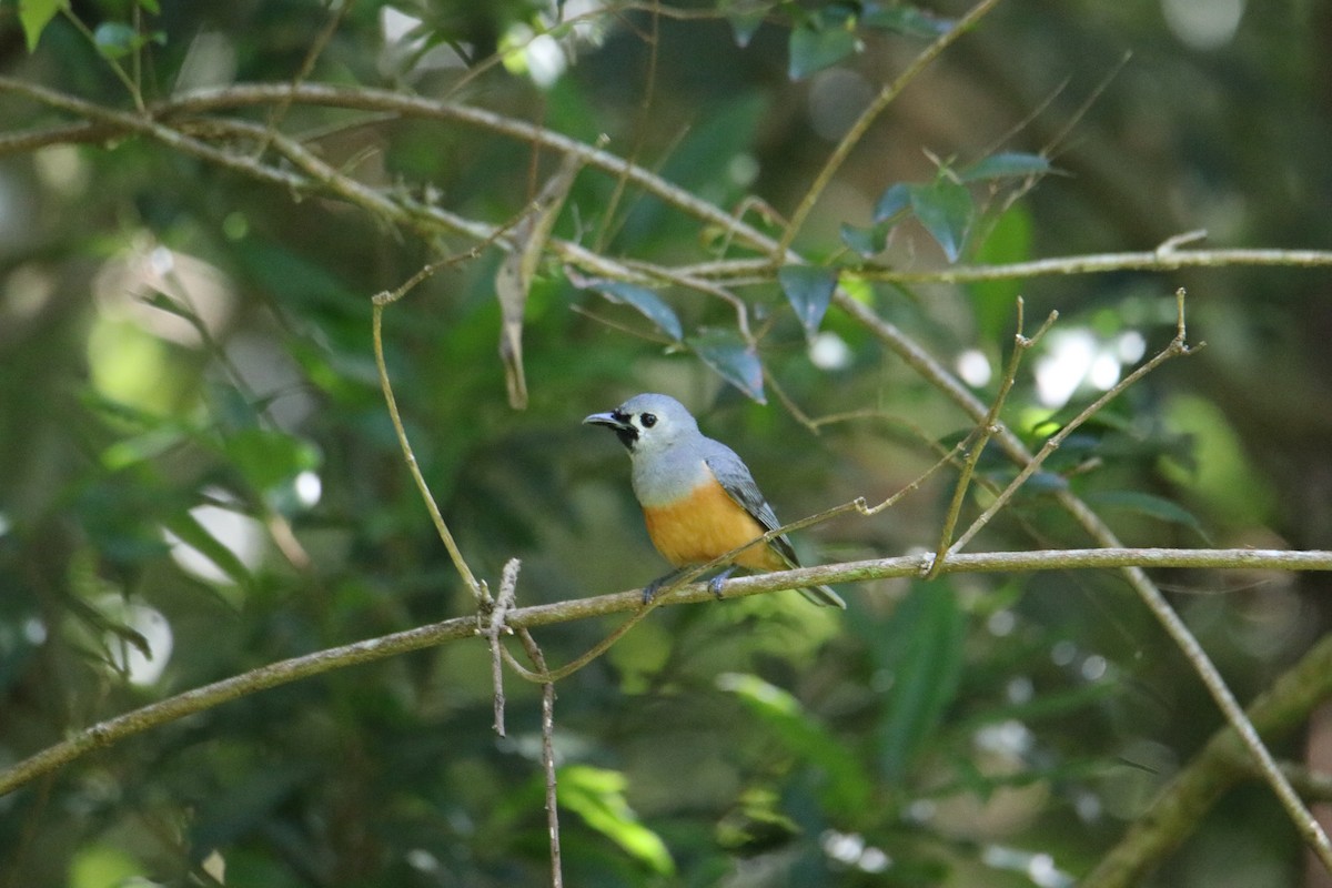 Black-faced Monarch - ML647544790