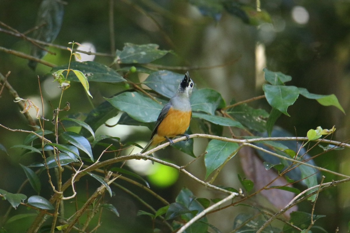 Black-faced Monarch - ML647544791