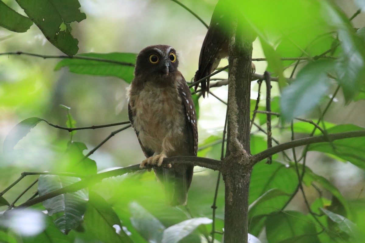 Ochre-bellied Boobook - ML647544794