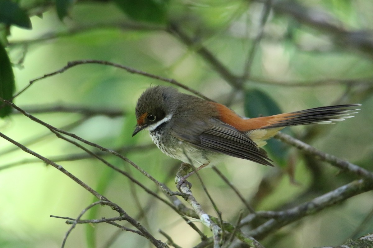 Australian Rufous Fantail - ML647544795