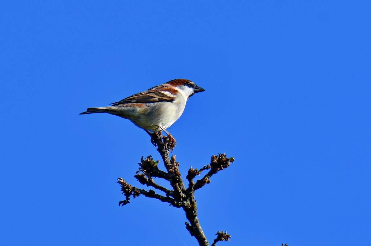 Горобець рудий - ML647544796