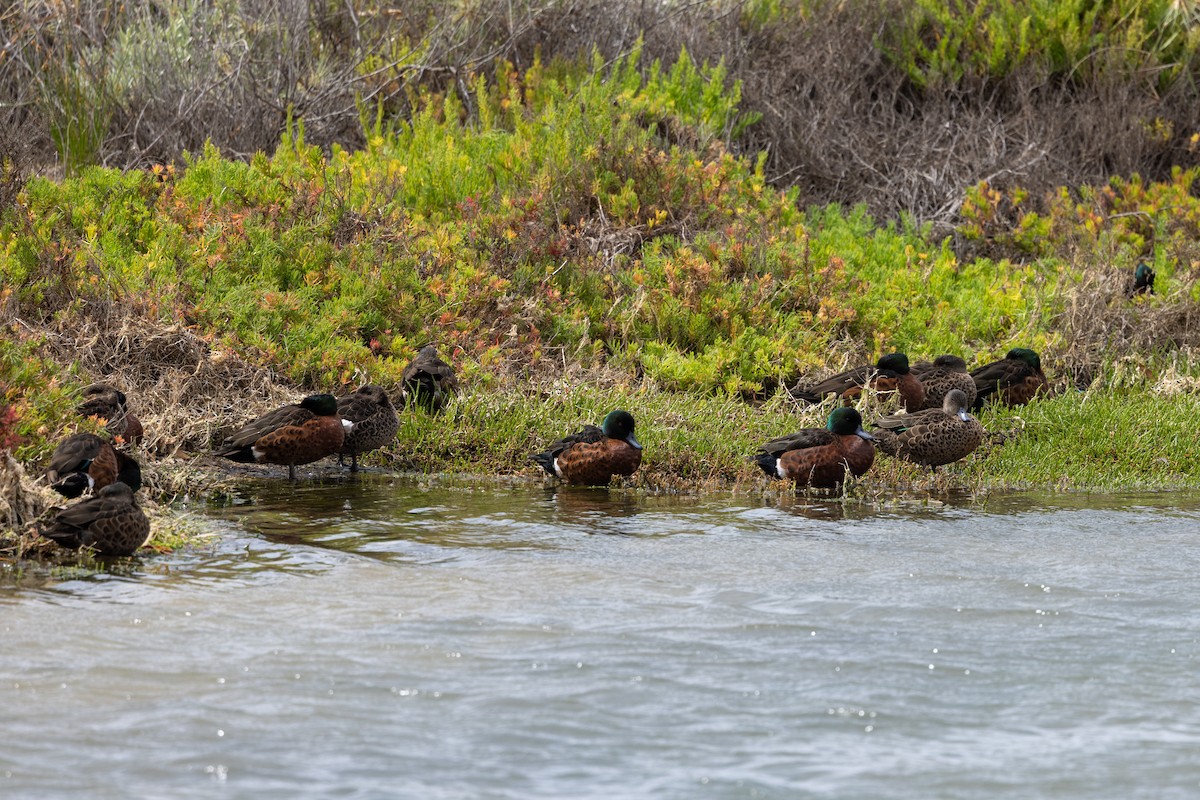 Chestnut Teal - ML647544797