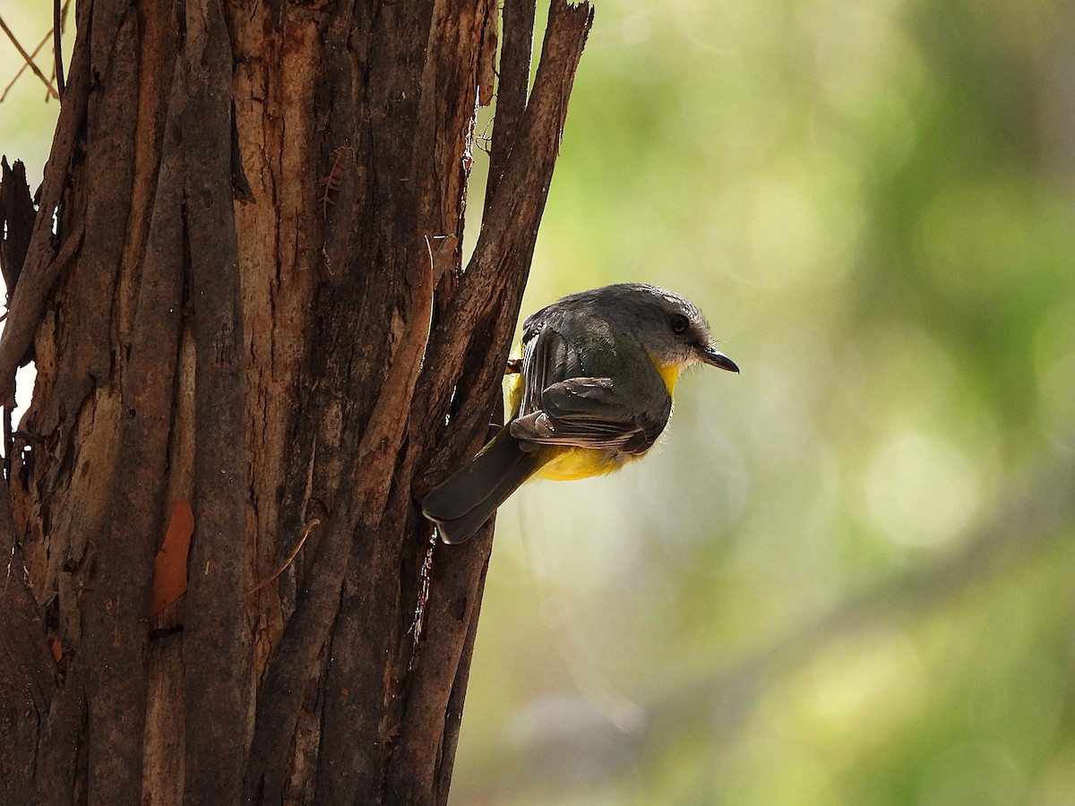 Eastern Yellow Robin - ML647544799
