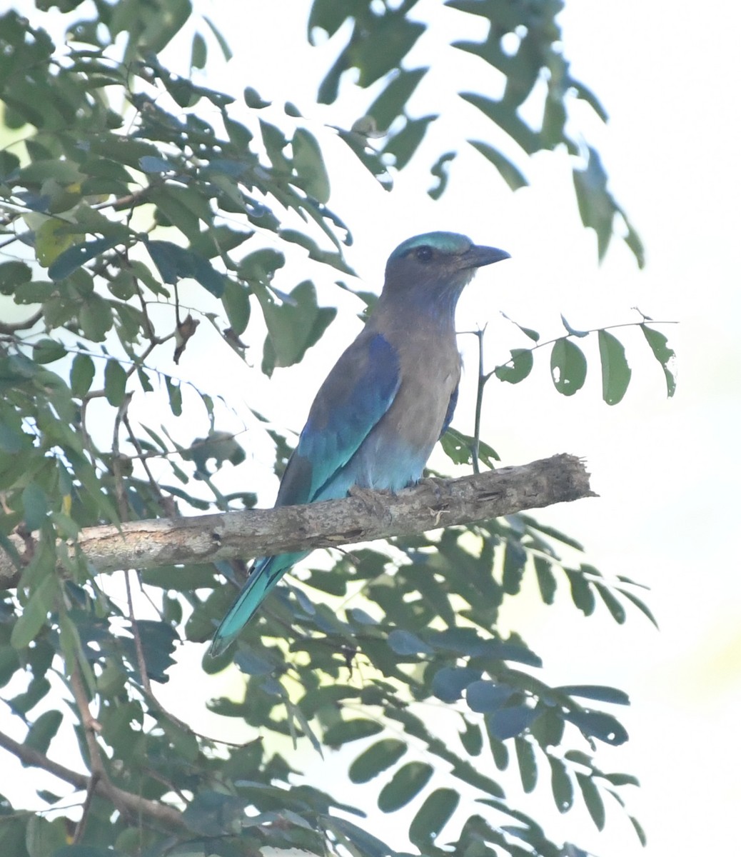 Indochinese Roller - ML647544800