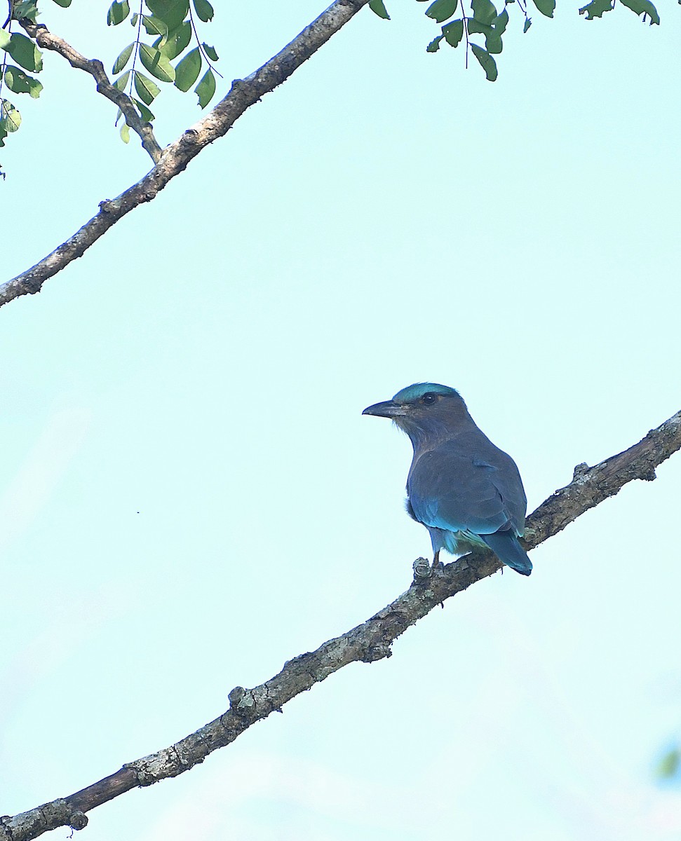 Indochinese Roller - ML647544801