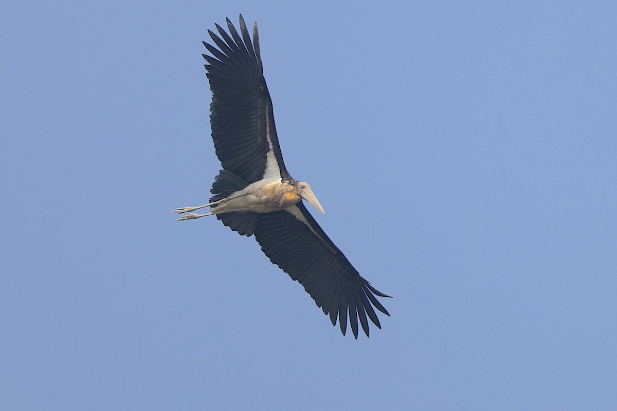 Lesser Adjutant - ML647544802