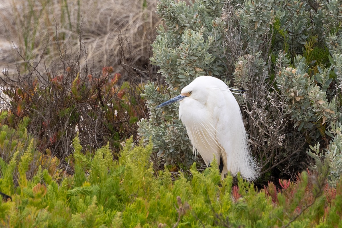 Little Egret - ML647544803