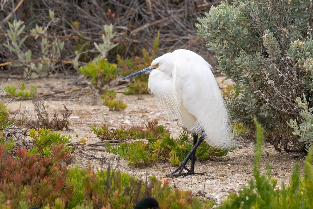 Little Egret - ML647544804