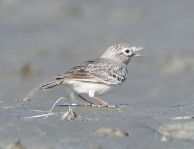 Sand Lark - ML647544806