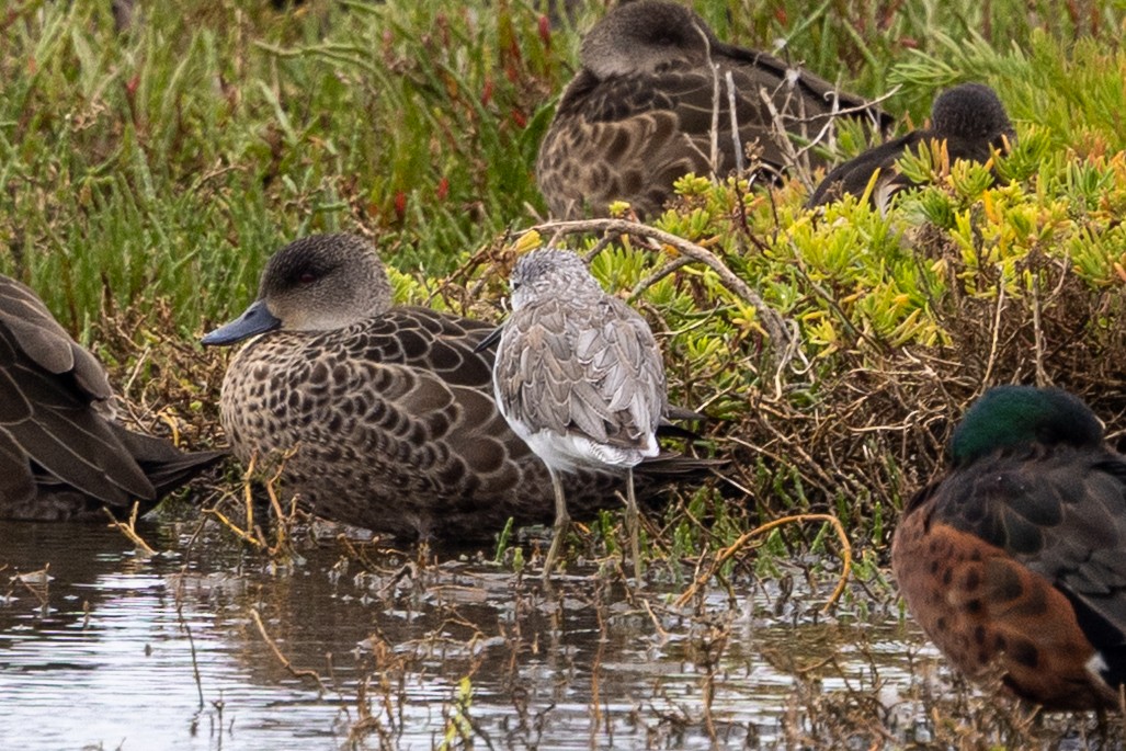 Common Greenshank - ML647544807