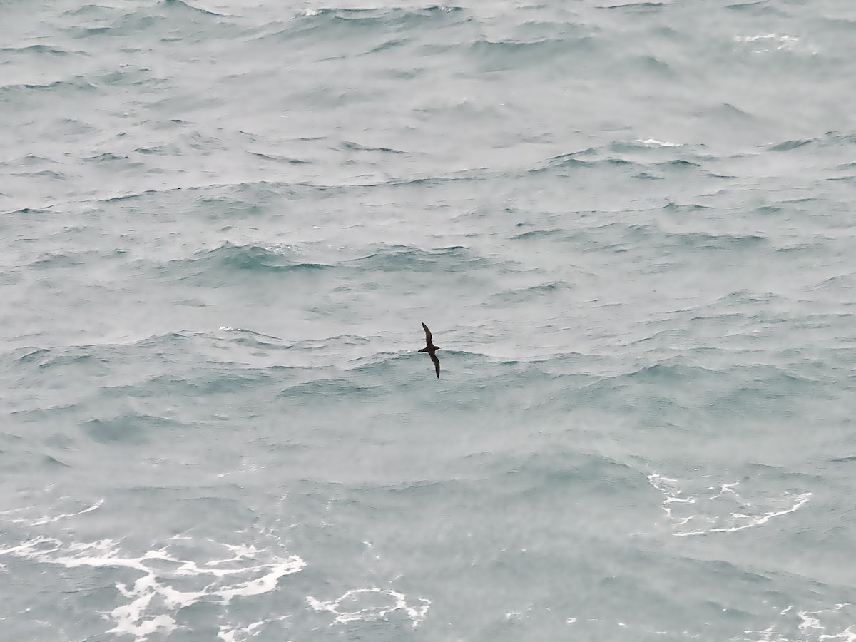 Wedge-tailed Shearwater - ML647544808