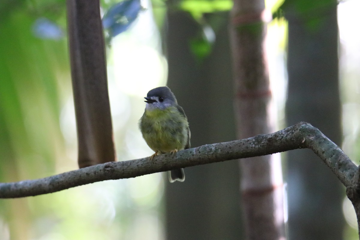 Pale-yellow Robin - ML647544809