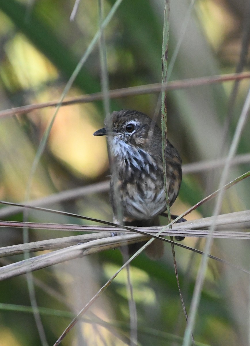 Ассамская тимелия-говорушка - ML647544810