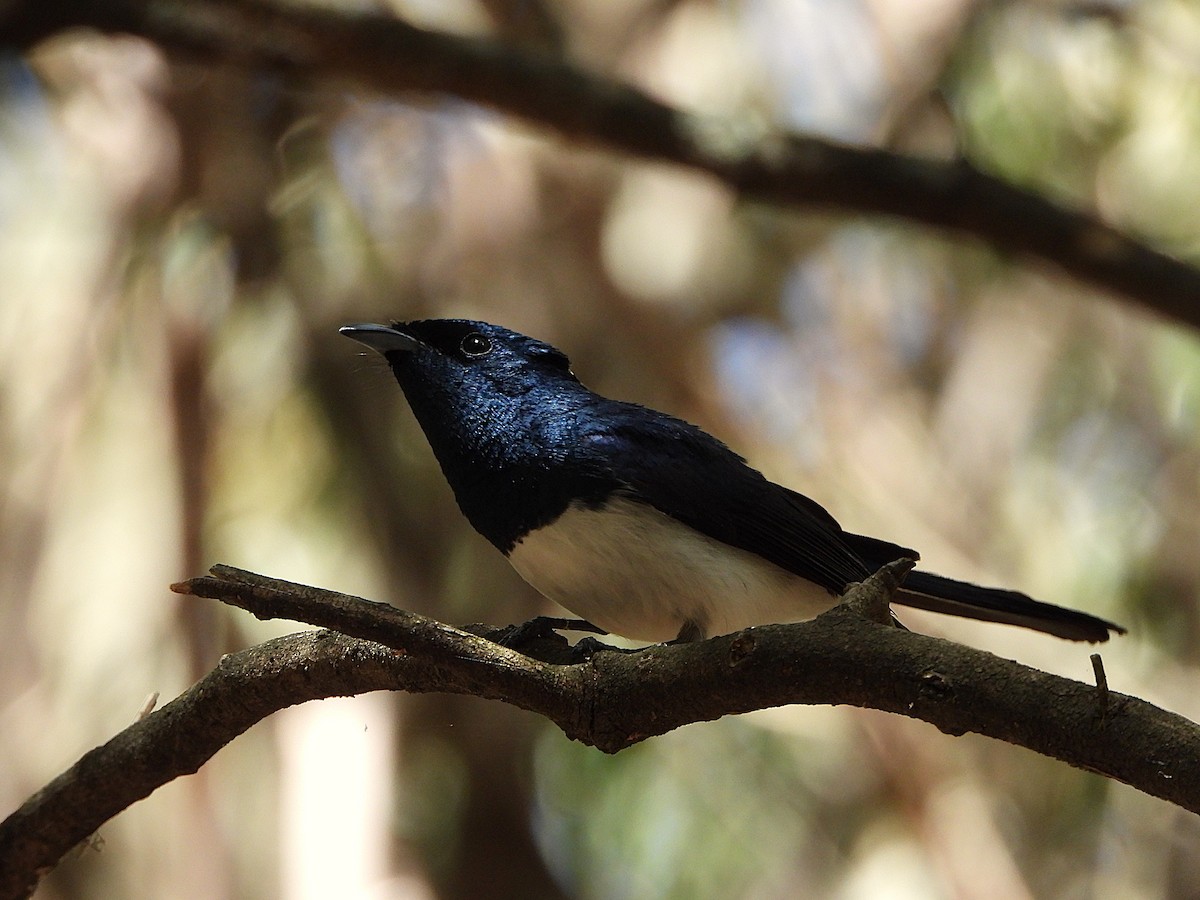 Leaden Flycatcher - ML647544811