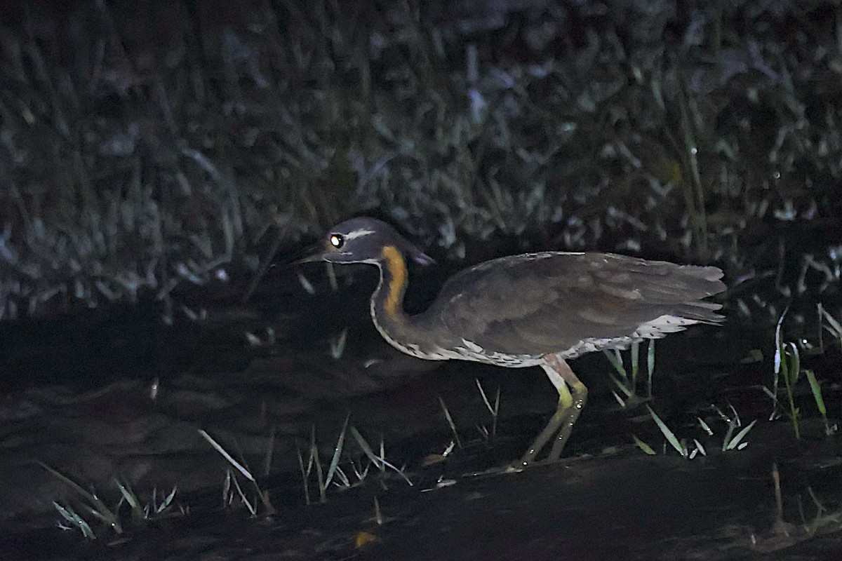 White-eared Night Heron - ML647544812