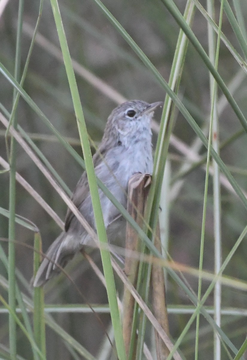 Болотная травянка - ML647544815