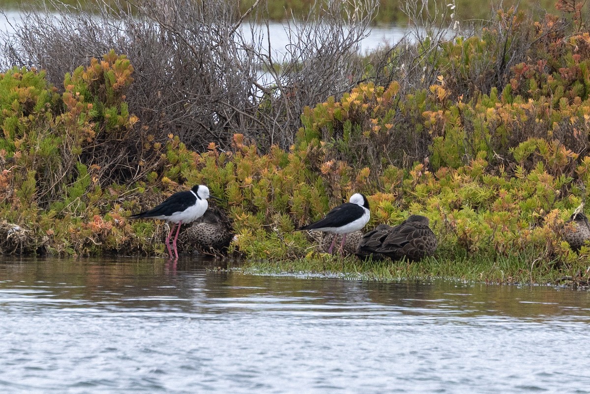 Pied Stilt - ML647544816