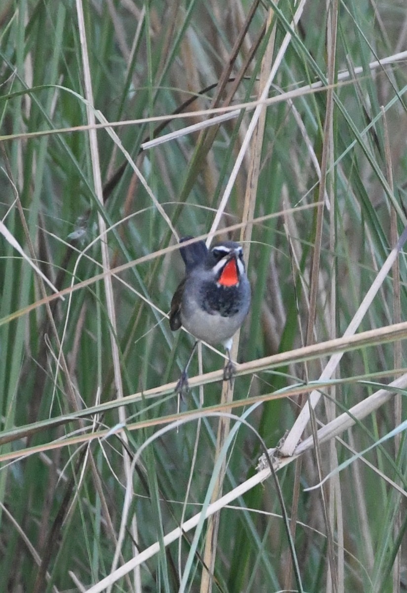 Chinese Rubythroat - ML647544817