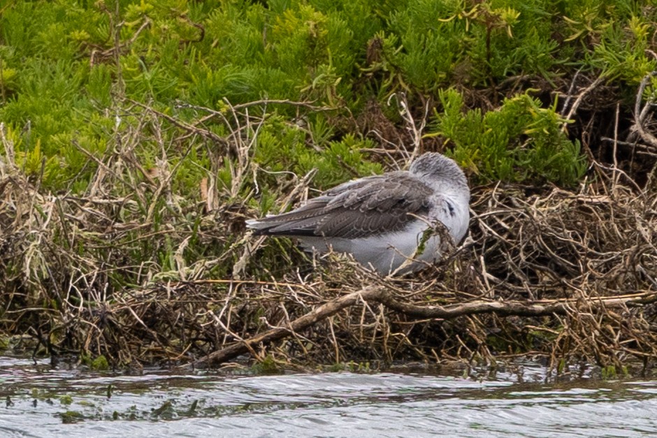 Common Greenshank - ML647544818