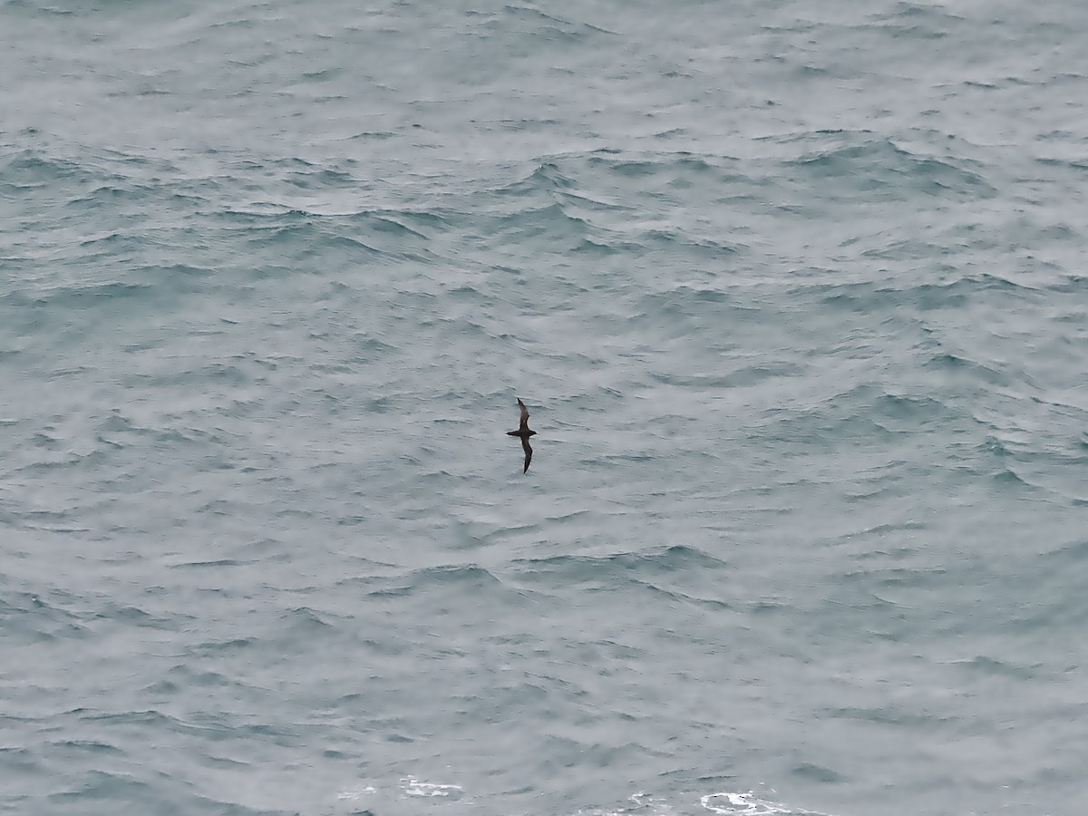 Short-tailed Shearwater - ML647544820