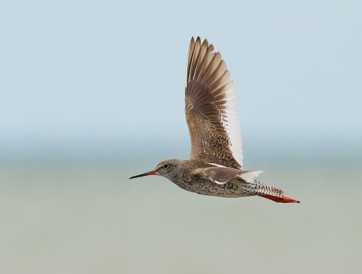 Common Redshank - ML647544821