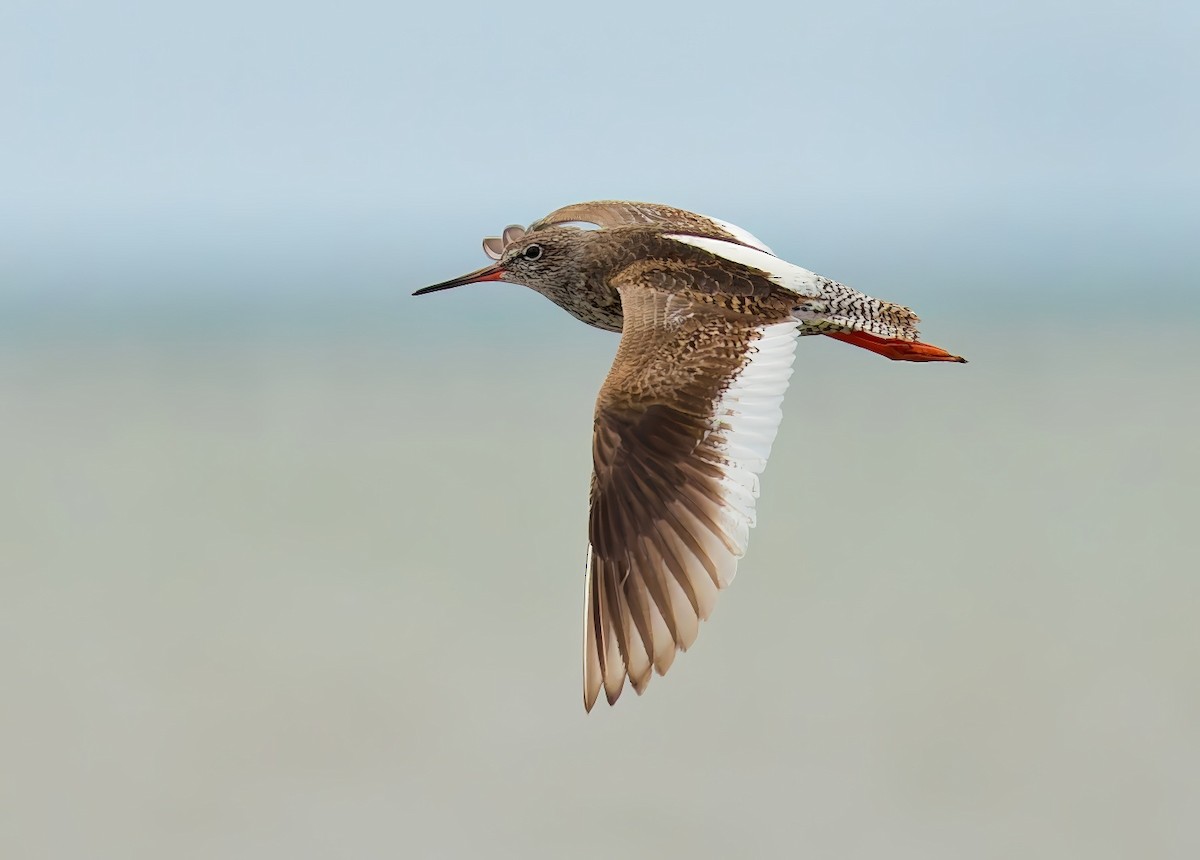 Common Redshank - ML647544822