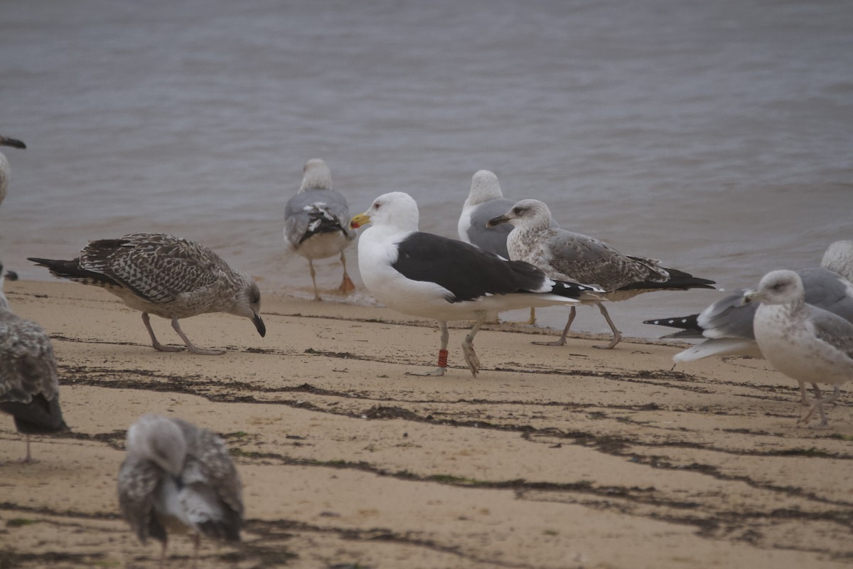 Great Black-backed Gull - ML647544824