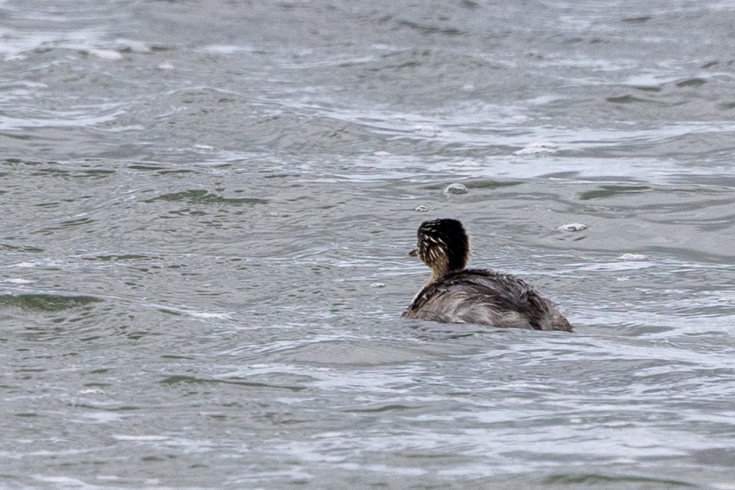 Hoary-headed Grebe - ML647544825