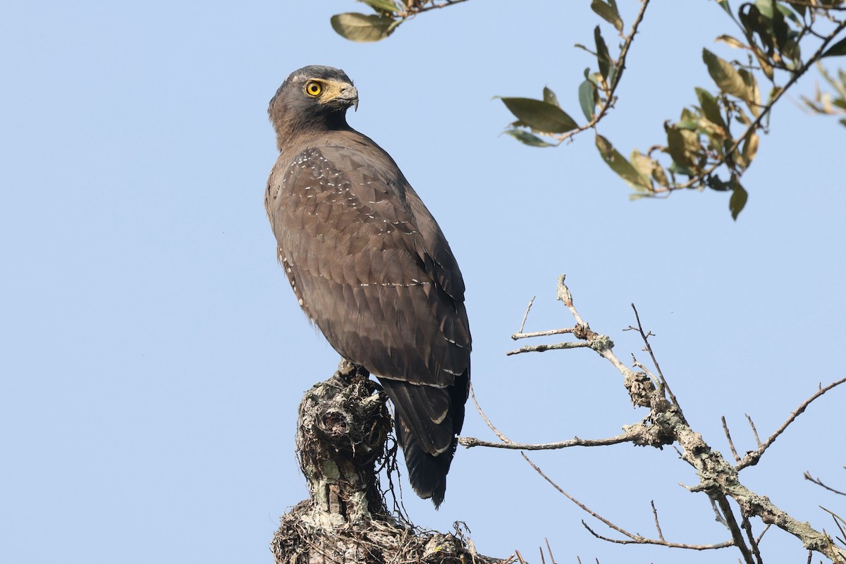 Crested Serpent-Eagle - ML647544826