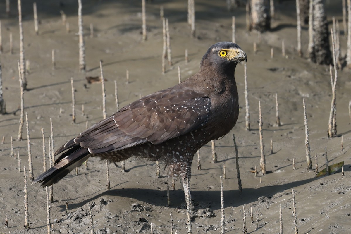 Crested Serpent-Eagle - ML647544827
