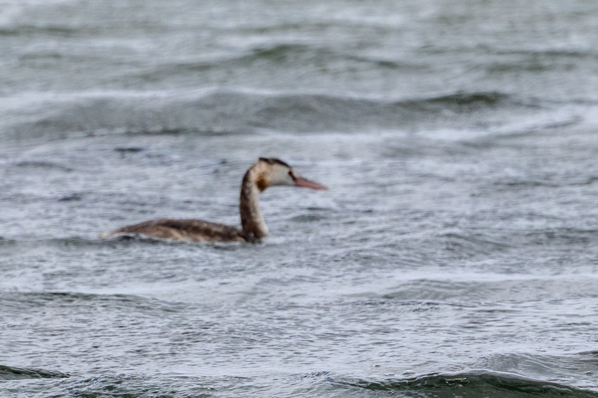 Great Crested Grebe - ML647544828