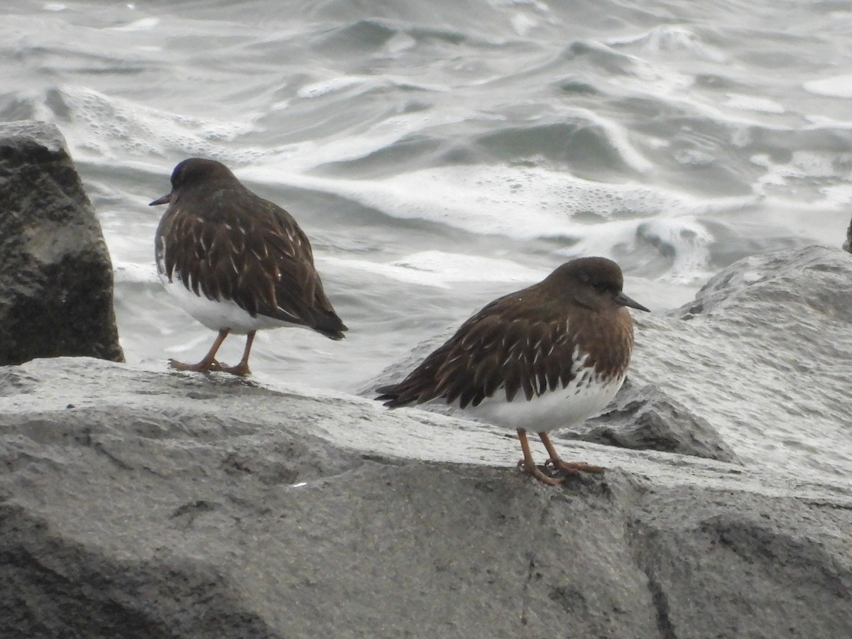 Black Turnstone - ML647544829