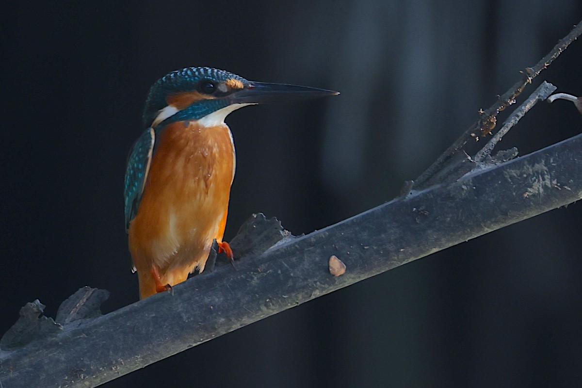 Зимородок - ML647544830