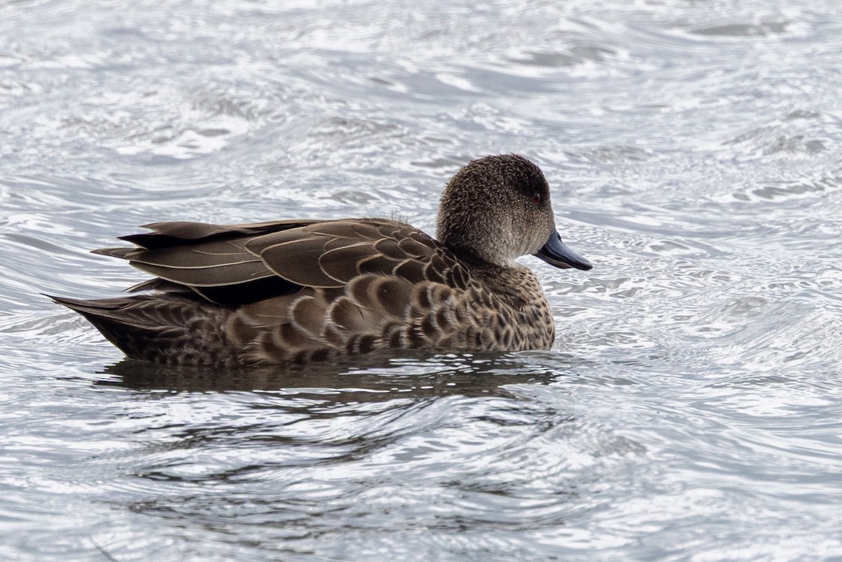 Каштановый чирок - ML647544831