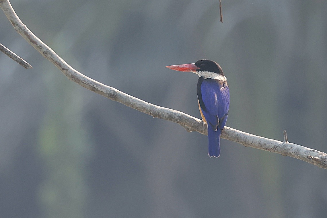 Ошейниковый зимородок - ML647544833