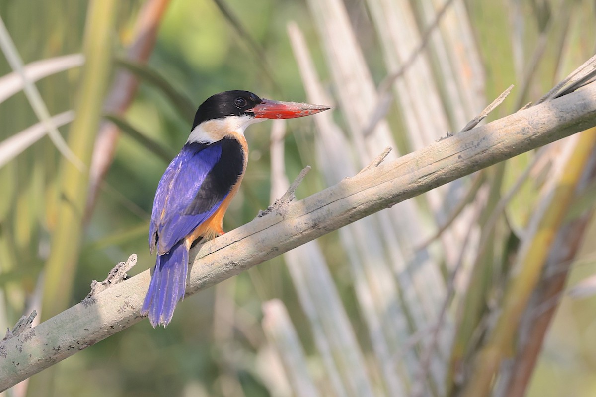 Ошейниковый зимородок - ML647544834