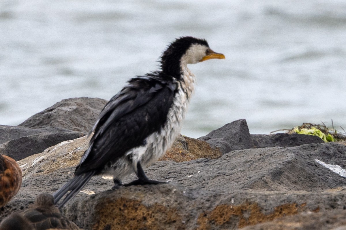 Пёстрый баклан - ML647544836