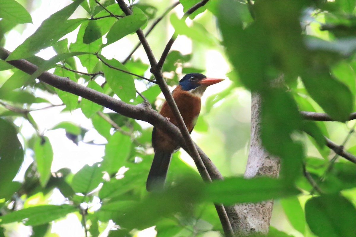 Синеголовый зимородок - ML647544840