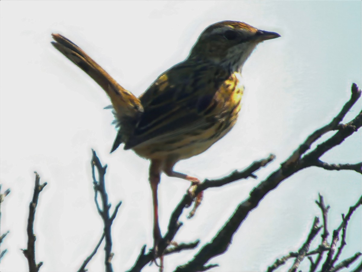 Исчерченный ложнокрапивник - ML647544849