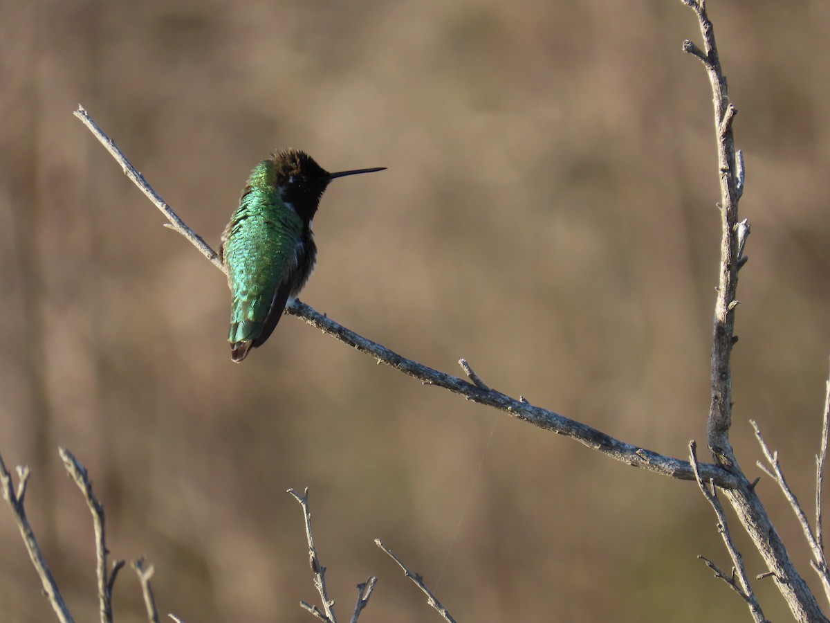 Рубиновый калипсо - ML647544850