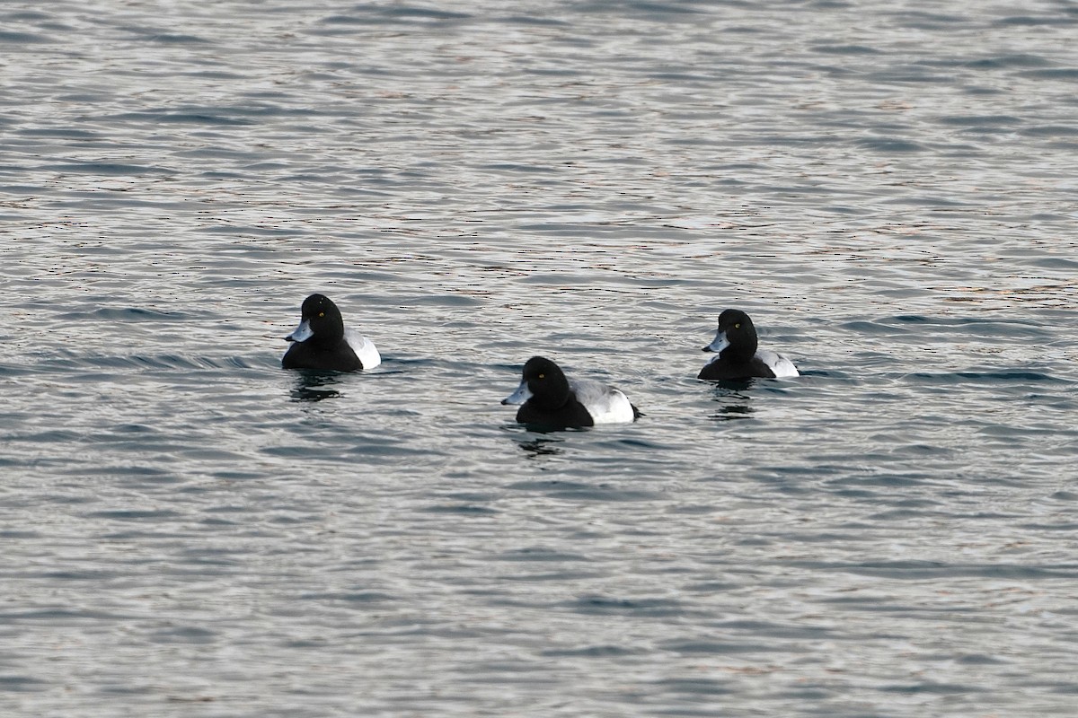 Морская чернеть - ML647544851