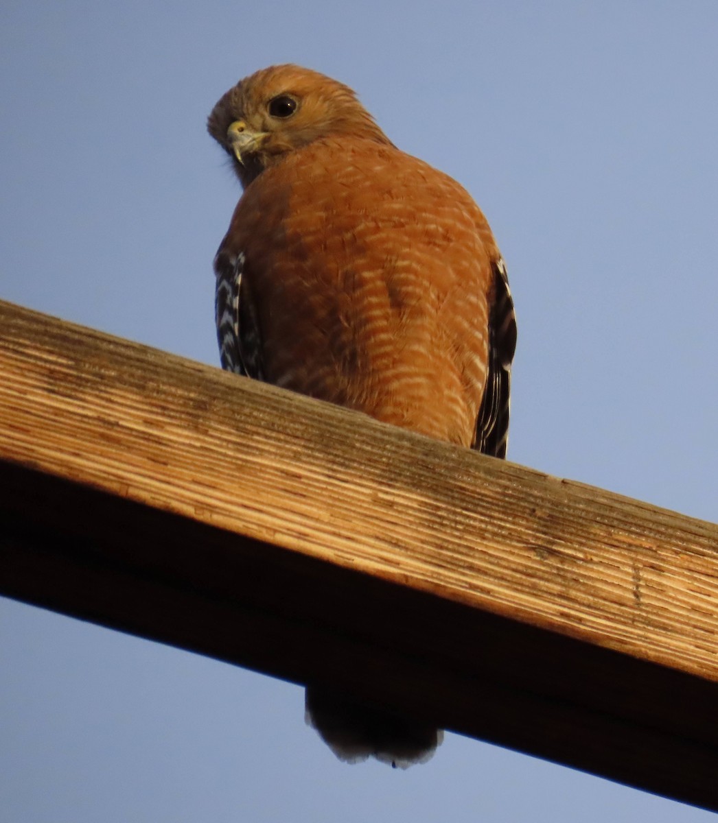 Красноплечий канюк - ML647544852