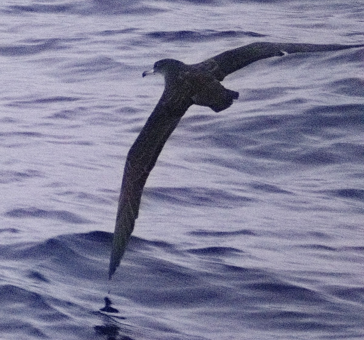 Розовоногий буревестник - ML647544856