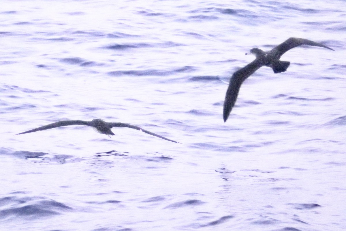 Розовоногий буревестник - ML647544857