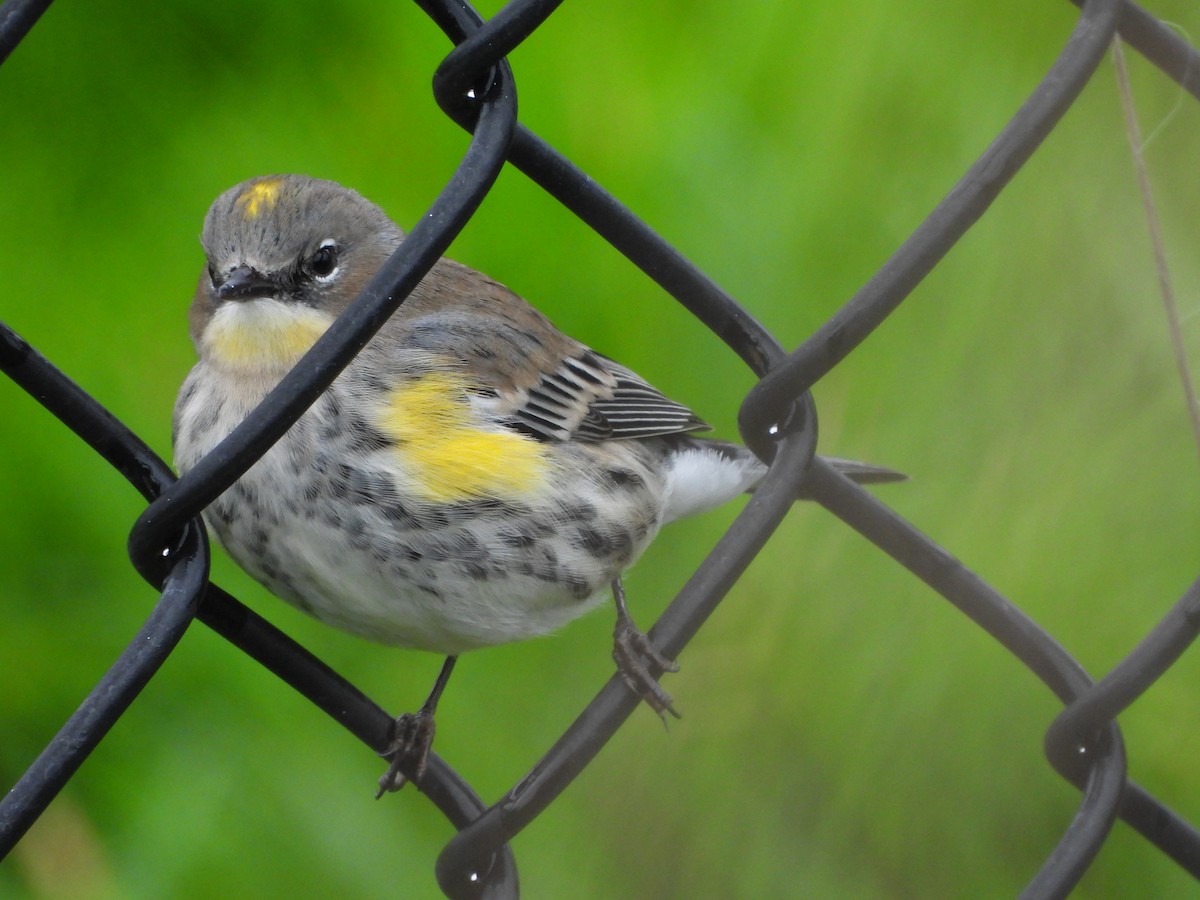 Миртовый певун - ML647544866