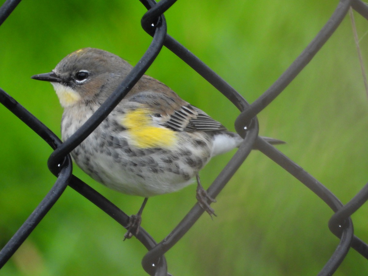 Миртовый певун - ML647544869